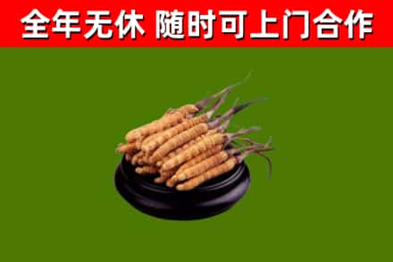 和市烟酒回收冬虫夏草.jpg